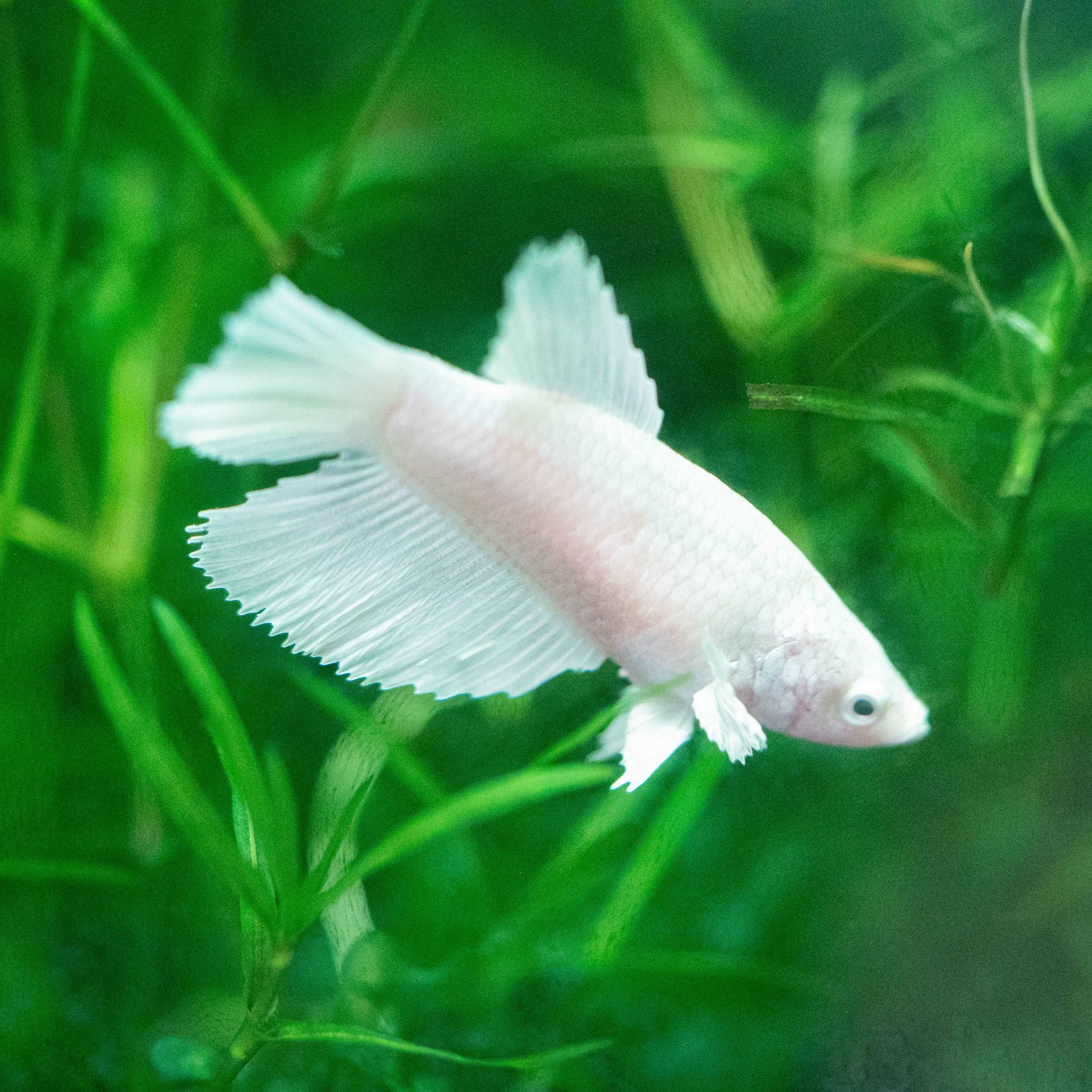 Smart Ways to Enhance Your Betta Fish Tanks in 2025