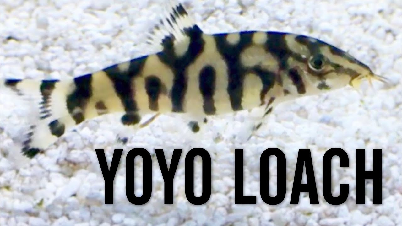 Smart Ways to Enhance Your Beta Fish Food in 2025 – Discover Effective Tips