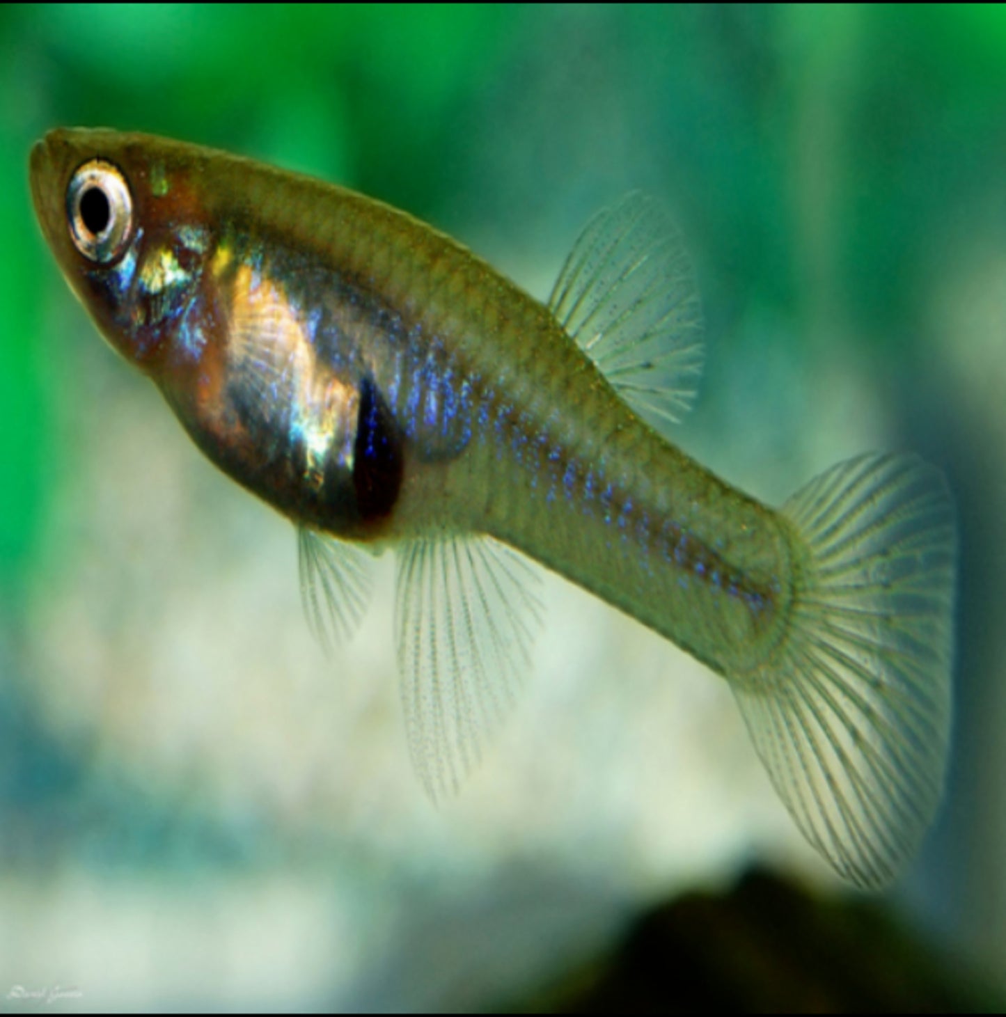 Smart Ways to Optimize Your Blue Fish Aquarium in 2025: Get Started Today!