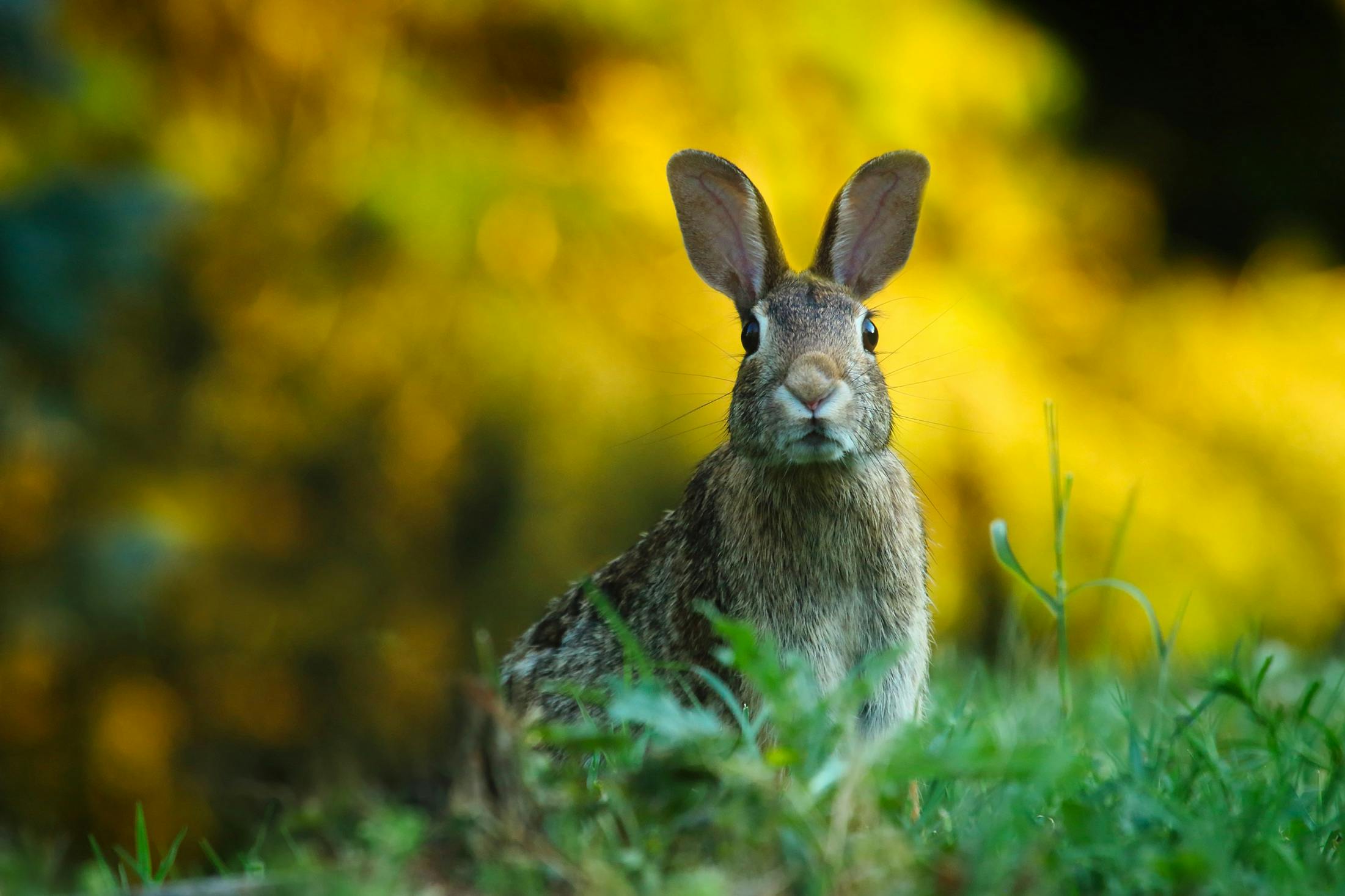 Smart Ways to Use Springtails for Effective Pest Control in 2025