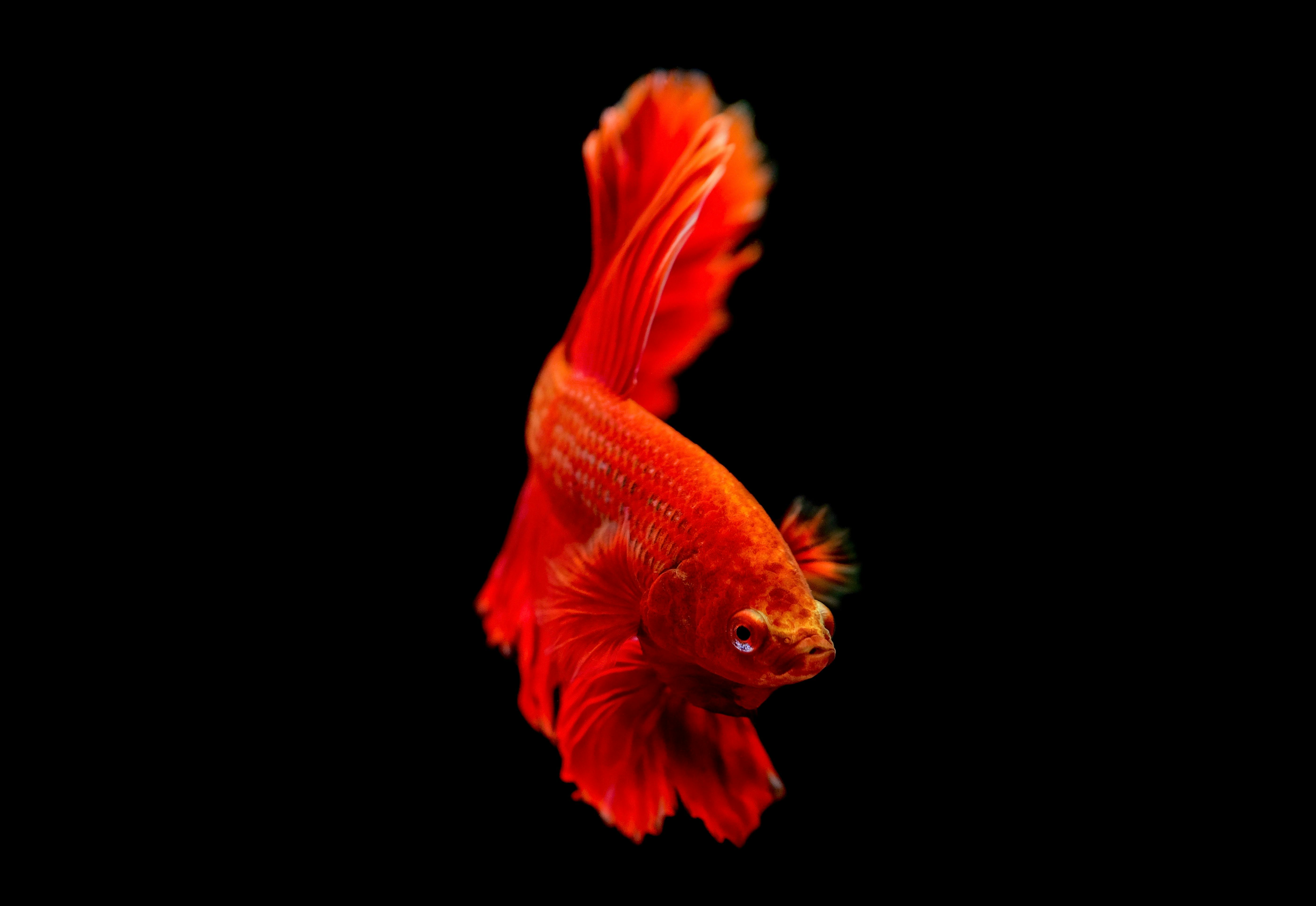Best 3 Practical Solutions for Caring Betta Fish in 2025