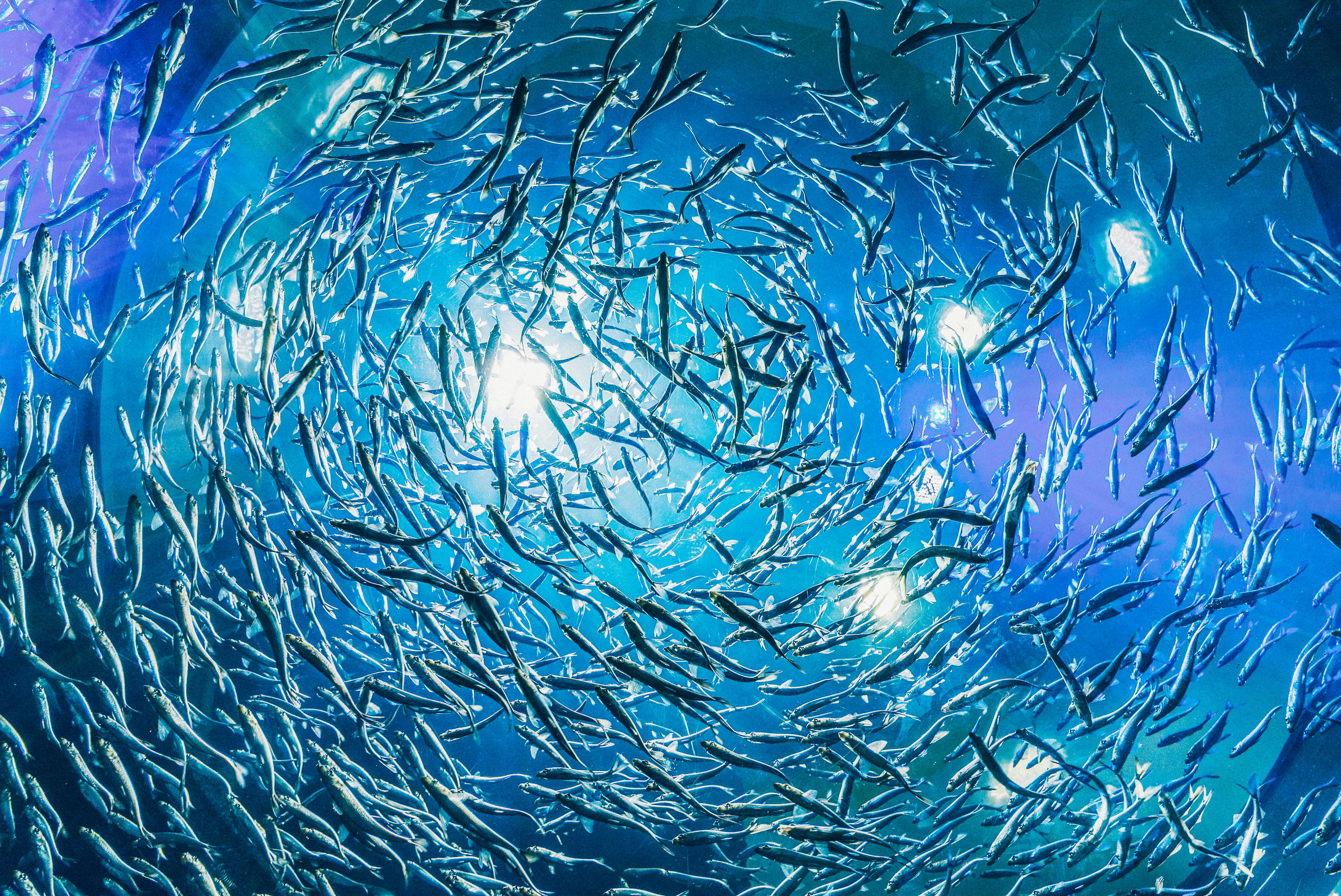 Best 5 Fish Food Options for Healthy Aquariums in 2025