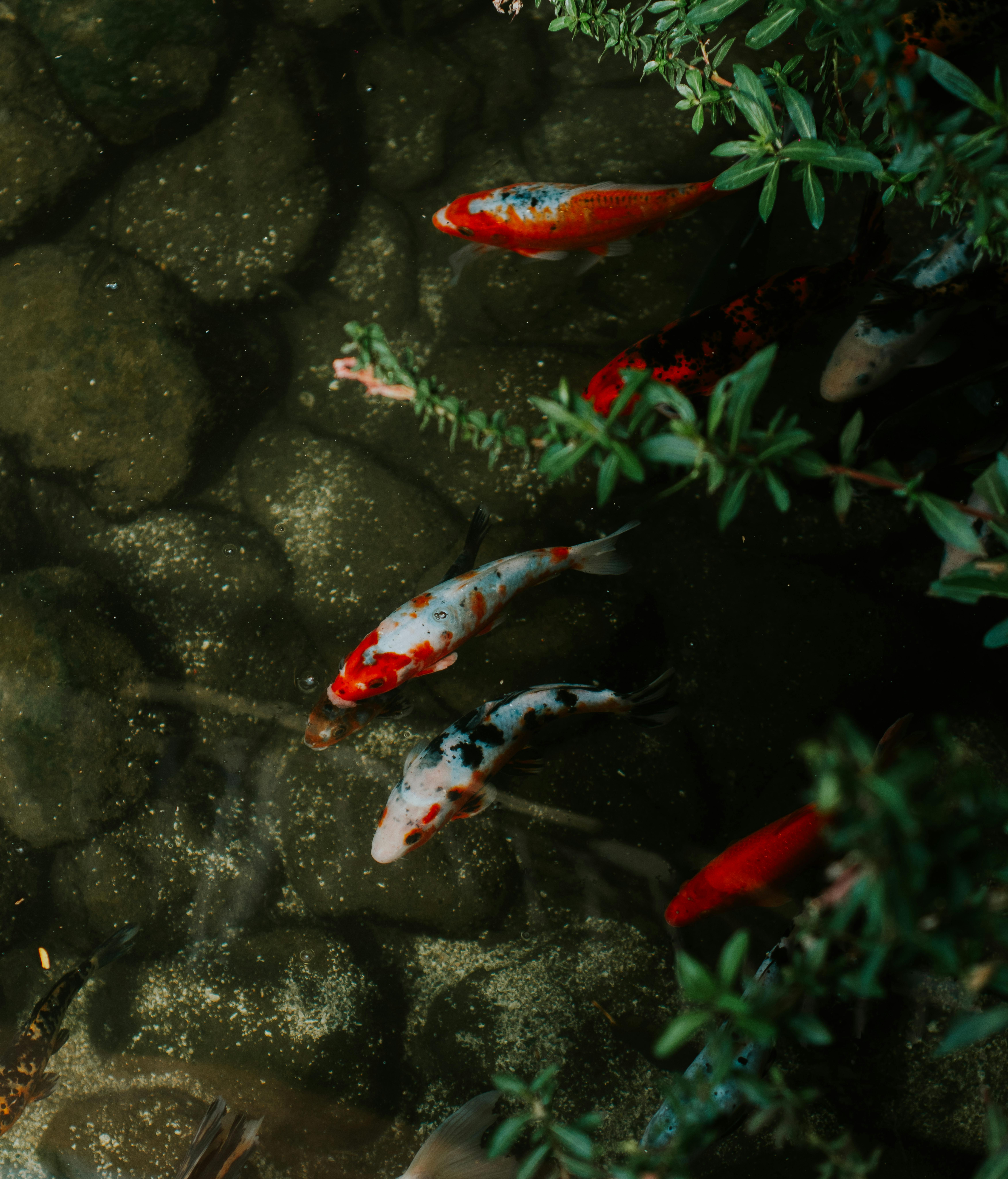 Best 5 Solutions for Optimal Large Fish Tanks in 2025