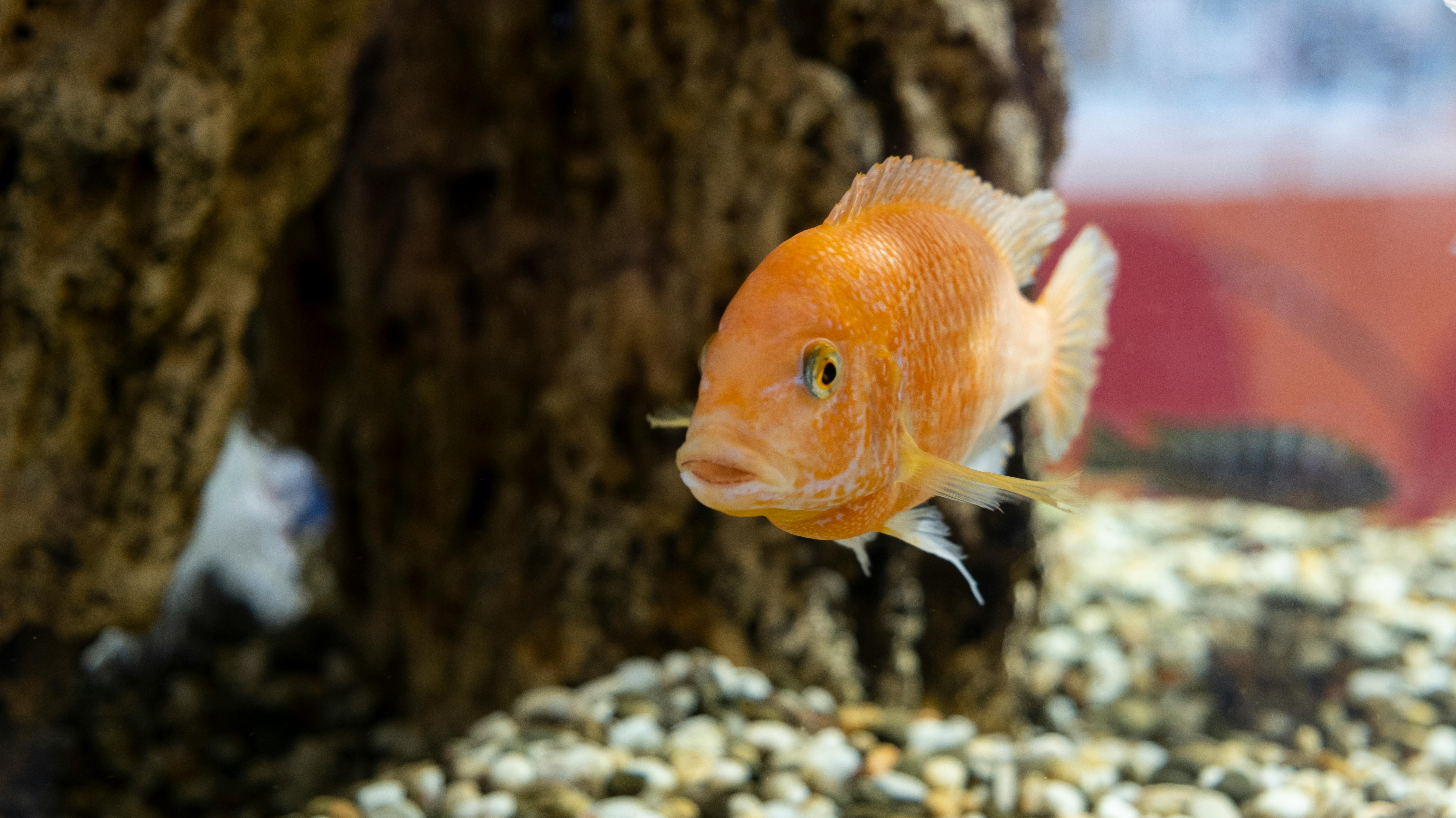 Essential Guide to Effective 90 Gallon Aquarium Management for 2025