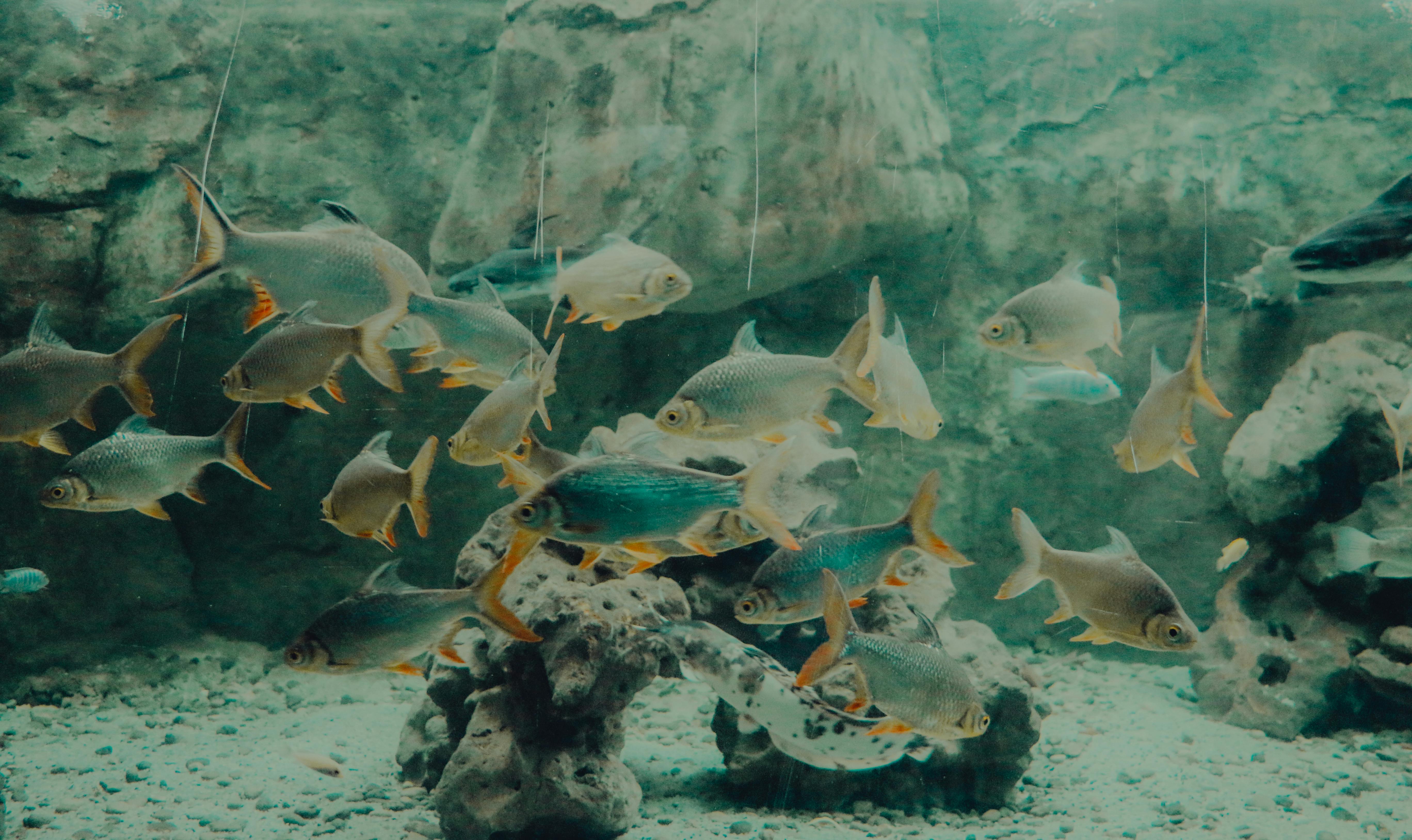 Smart Ways to Enhance Your Hexagon Fish Tank in 2025 for Vibrant Aquatic Life