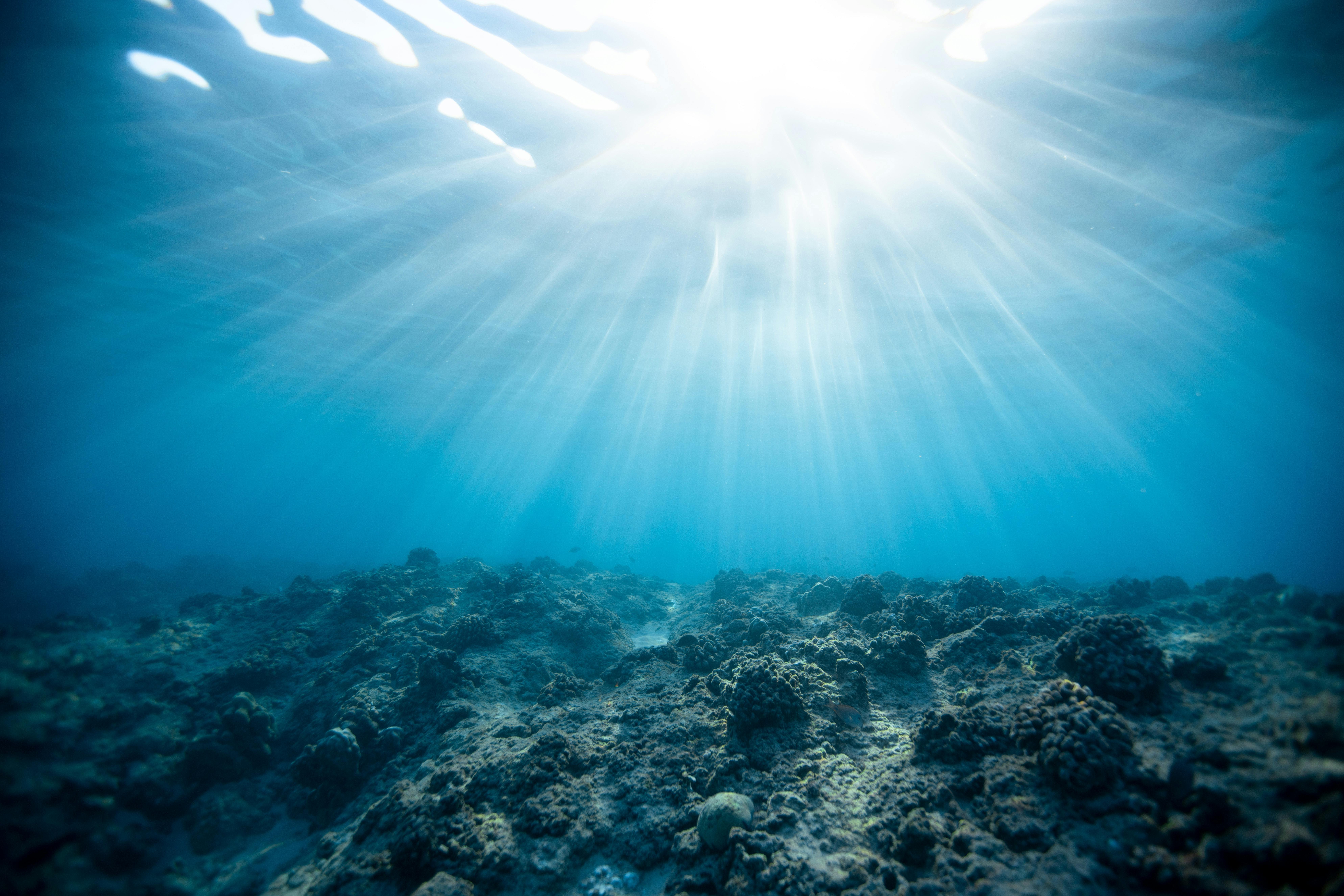 Top 7 Omnivorous Fish Choices for a Balanced Aquarium