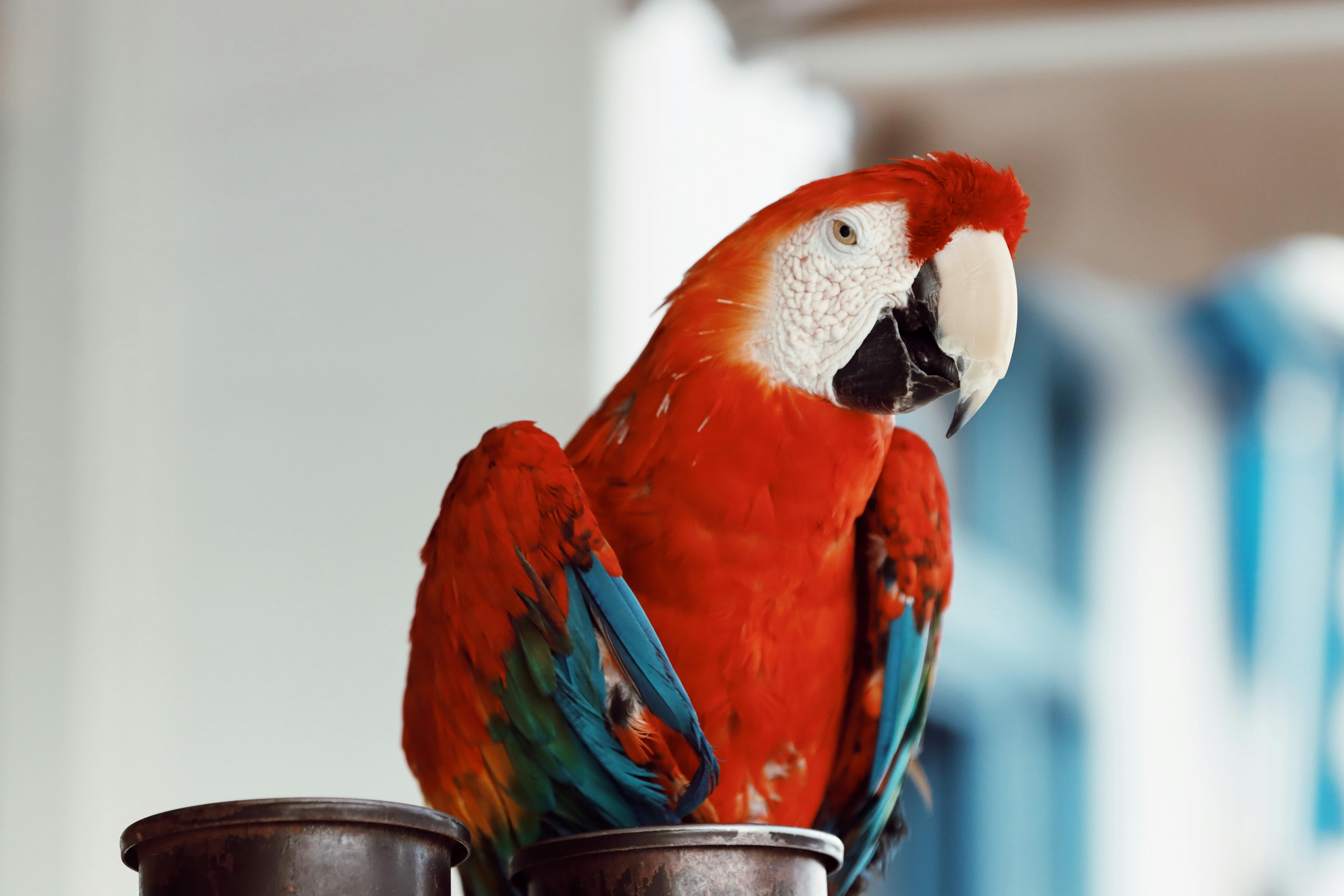 Best 5 Options for Finding Pet Fish in Your Area - 2025 Guide