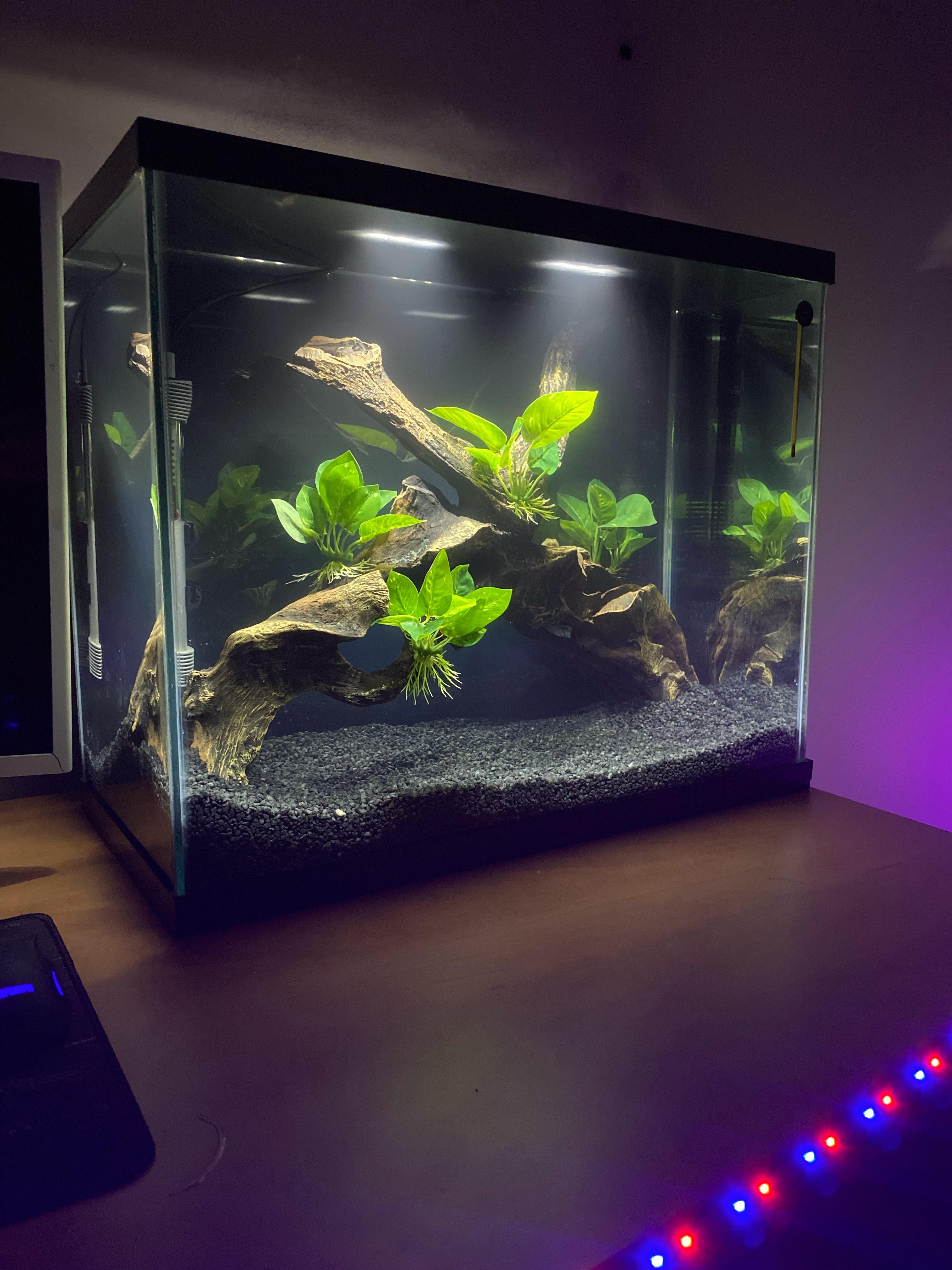 Optimized 30 Gallon Fish Tank