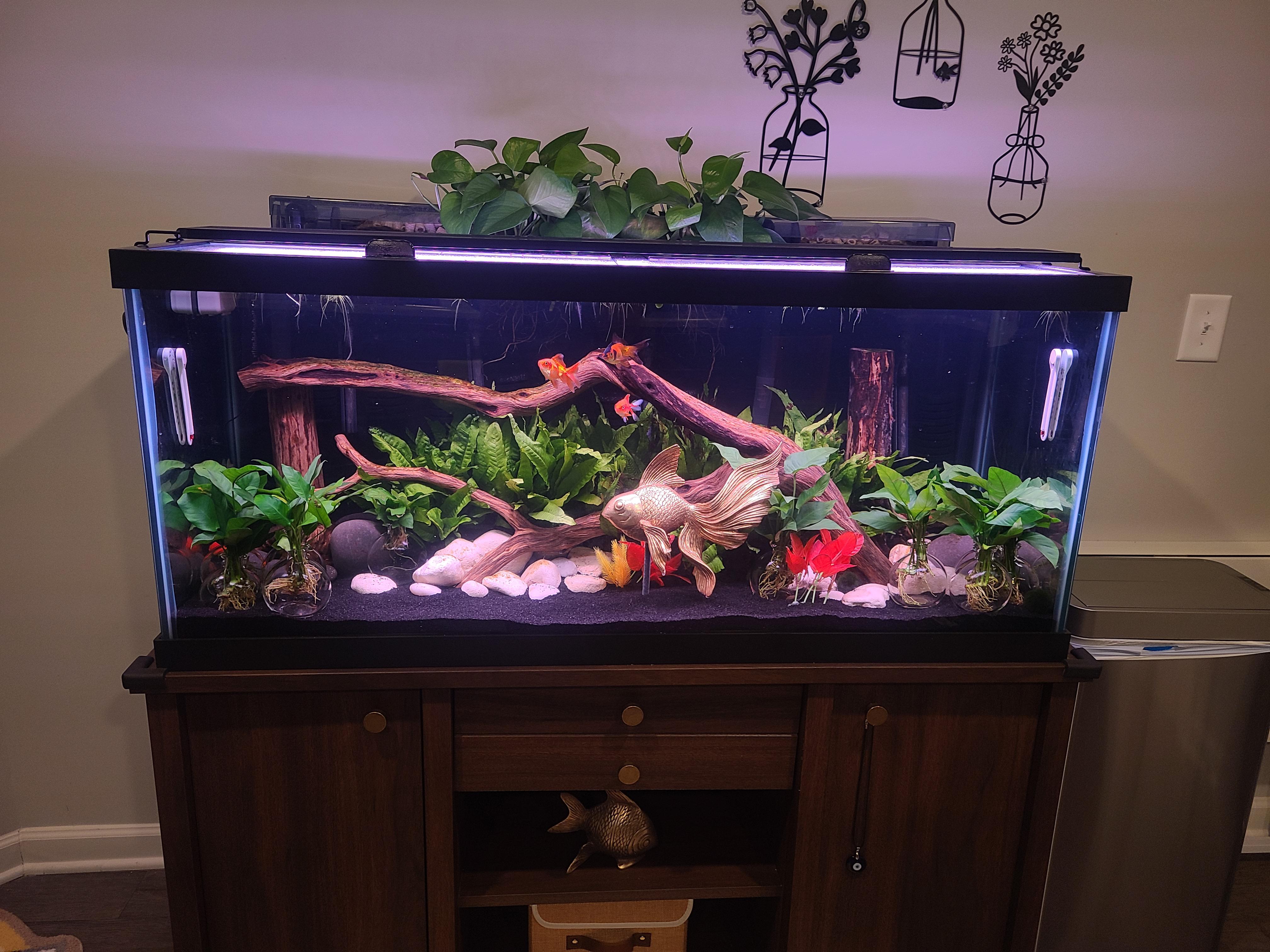 75 Gallon Aquarium