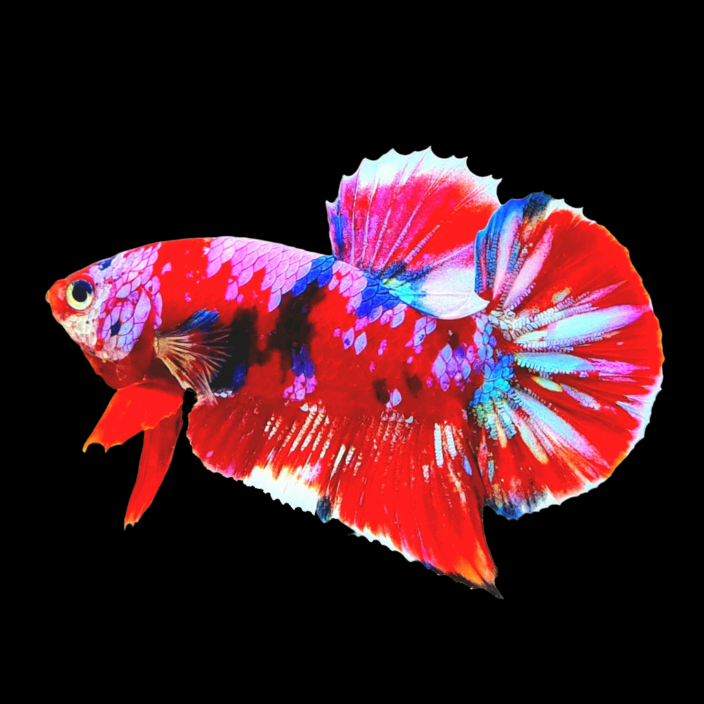 Koi Betta Fish