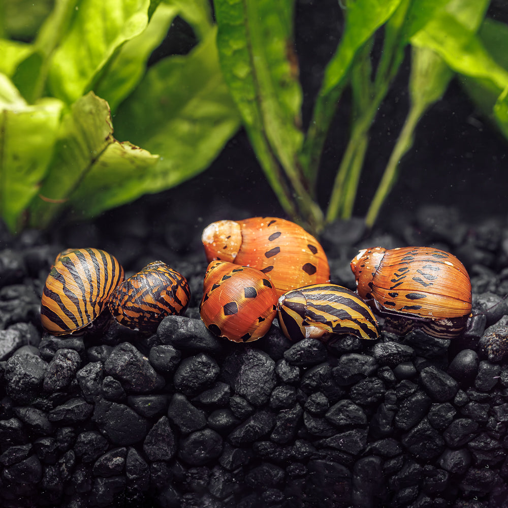 Nerite Snails