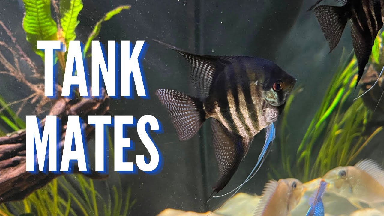 Angelfish Tank Mates