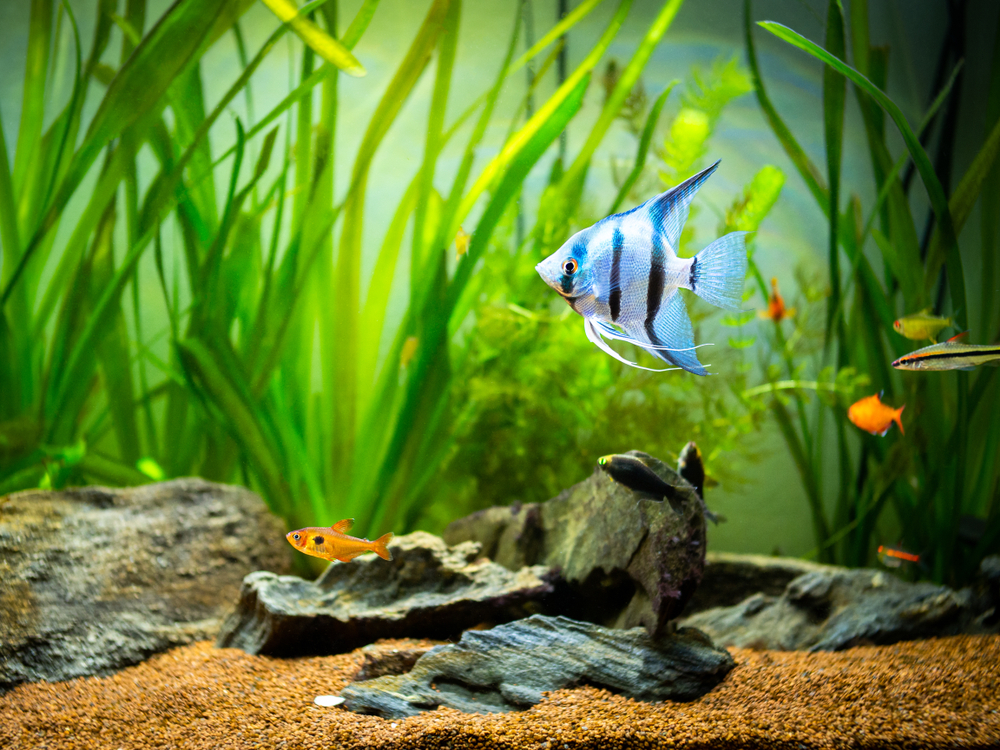 Angelfish with Tank Mates