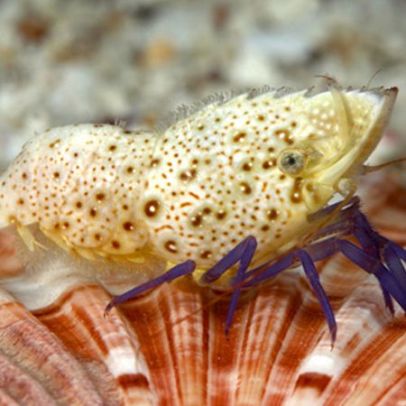 Blue Velvet Shrimp Close-Up