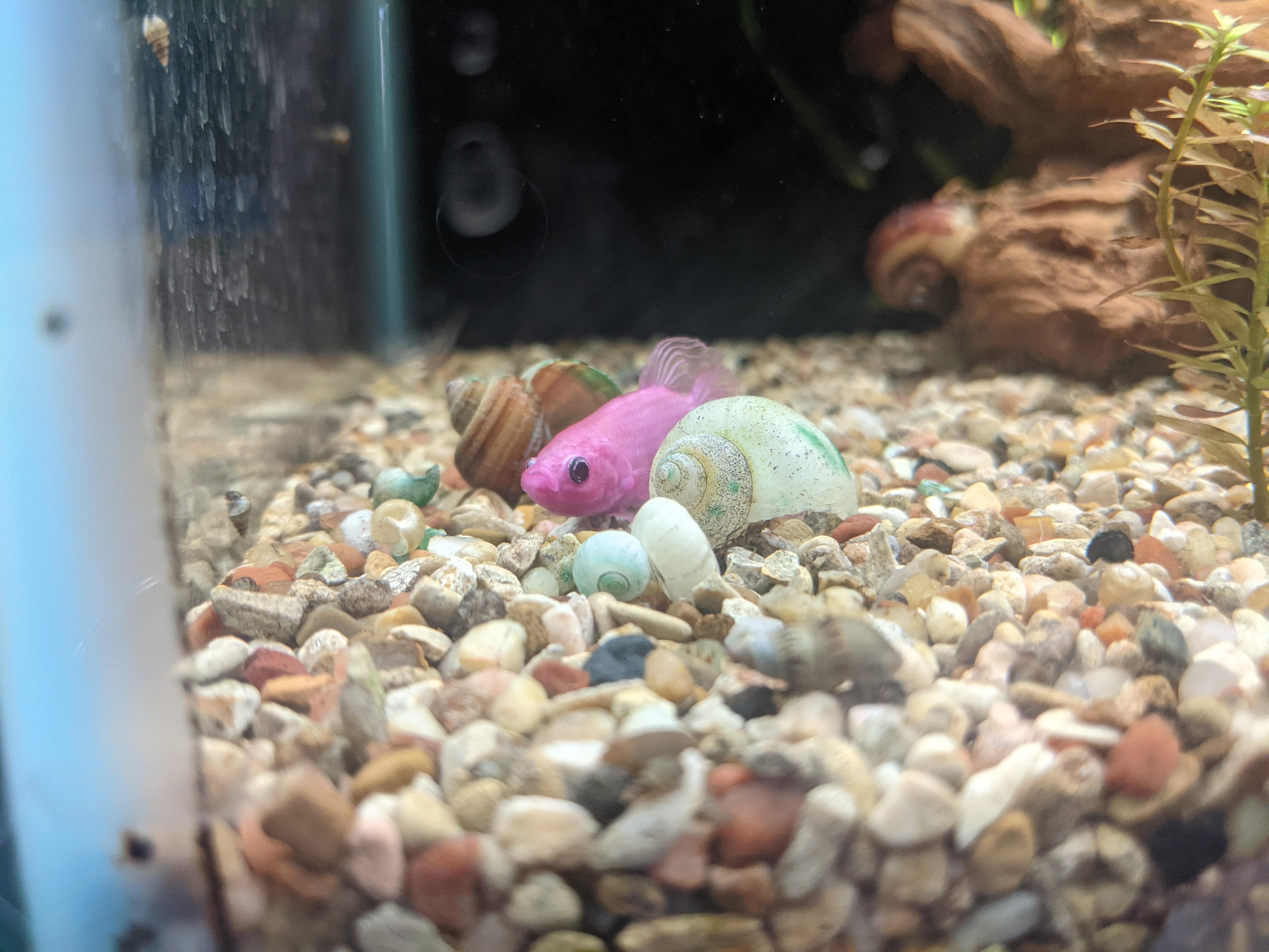 Pink Betta Fish in Aquarium