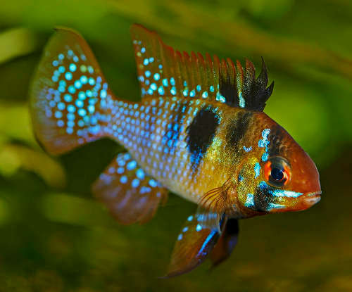 Blue Ram Cichlid in Aquarium