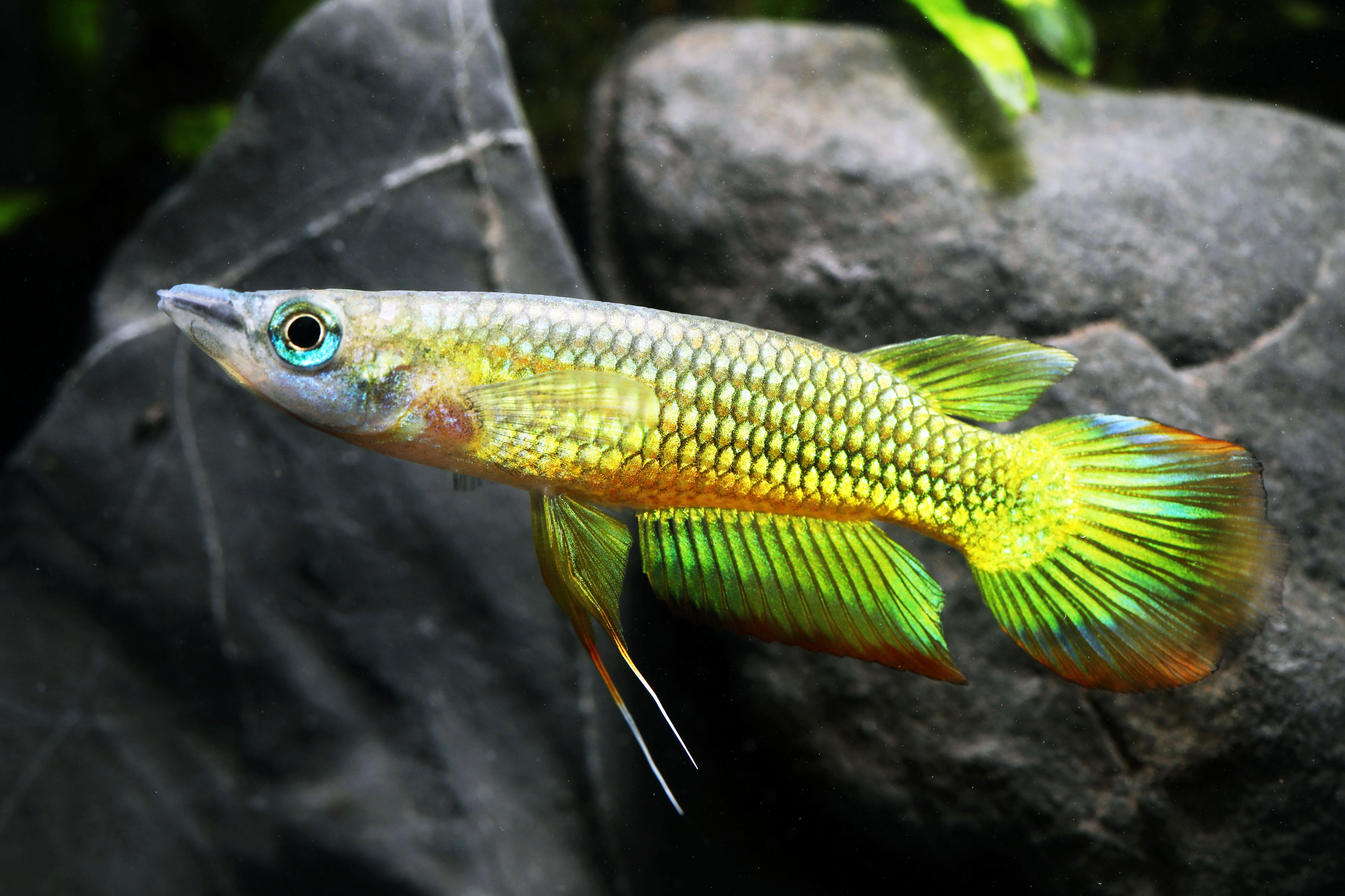 Golden Wonder Killifish Swimming