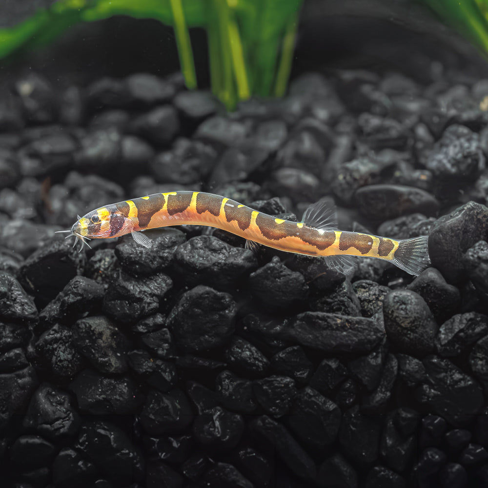 Kuhli Loach for sale