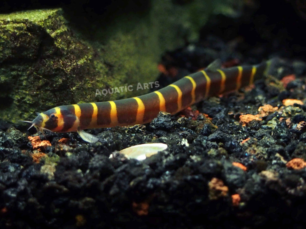 Kuhli Loach for sale