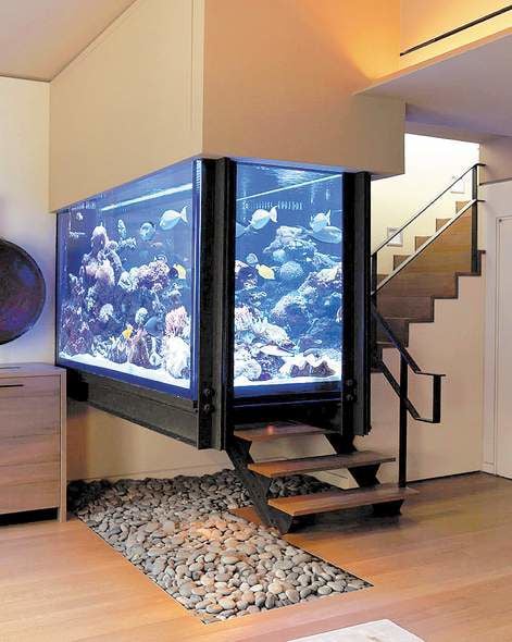 Large fish tank setup