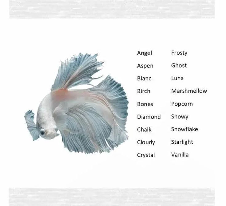 Colorful Betta Fish Names