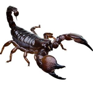 Exotic Scorpions for Sale