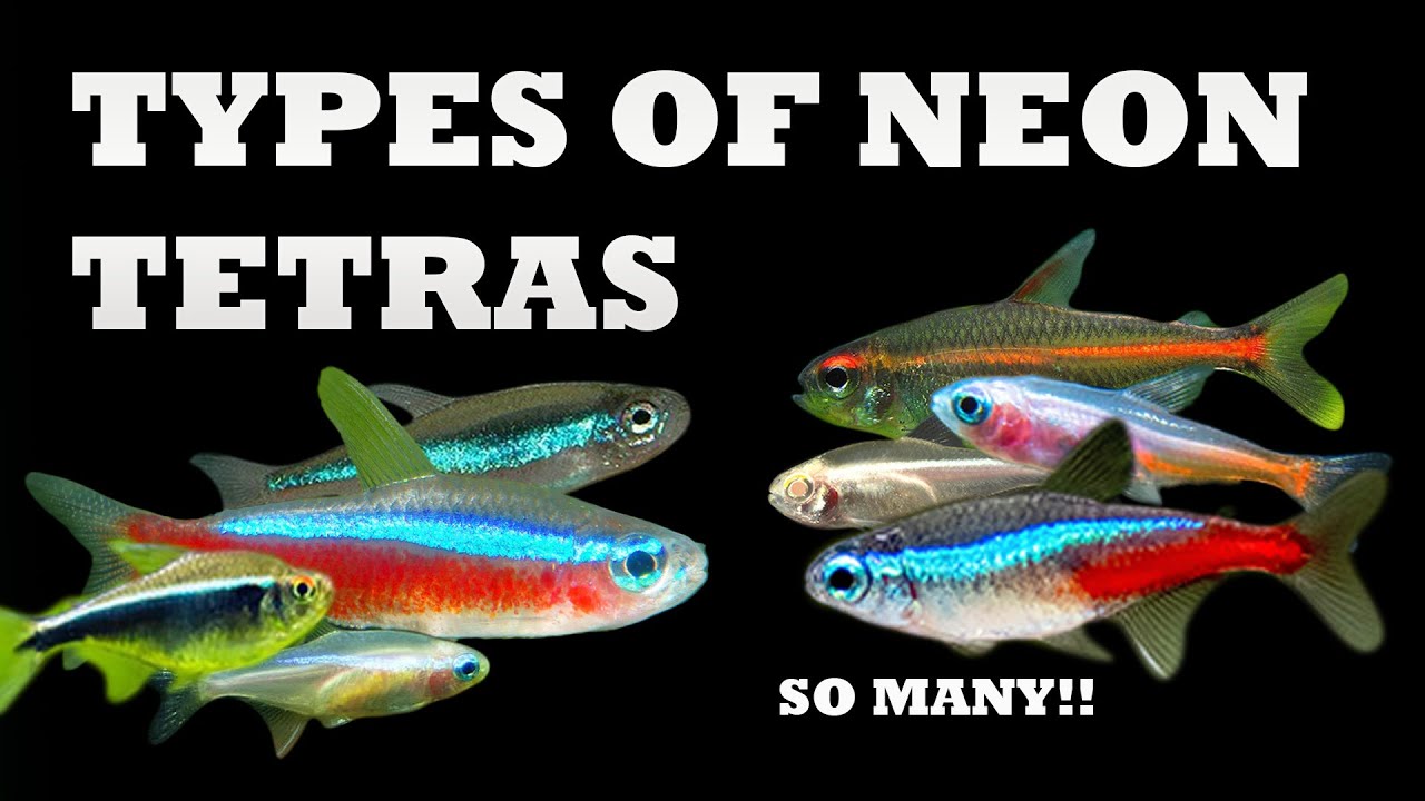 Popular Tetra Fish Species