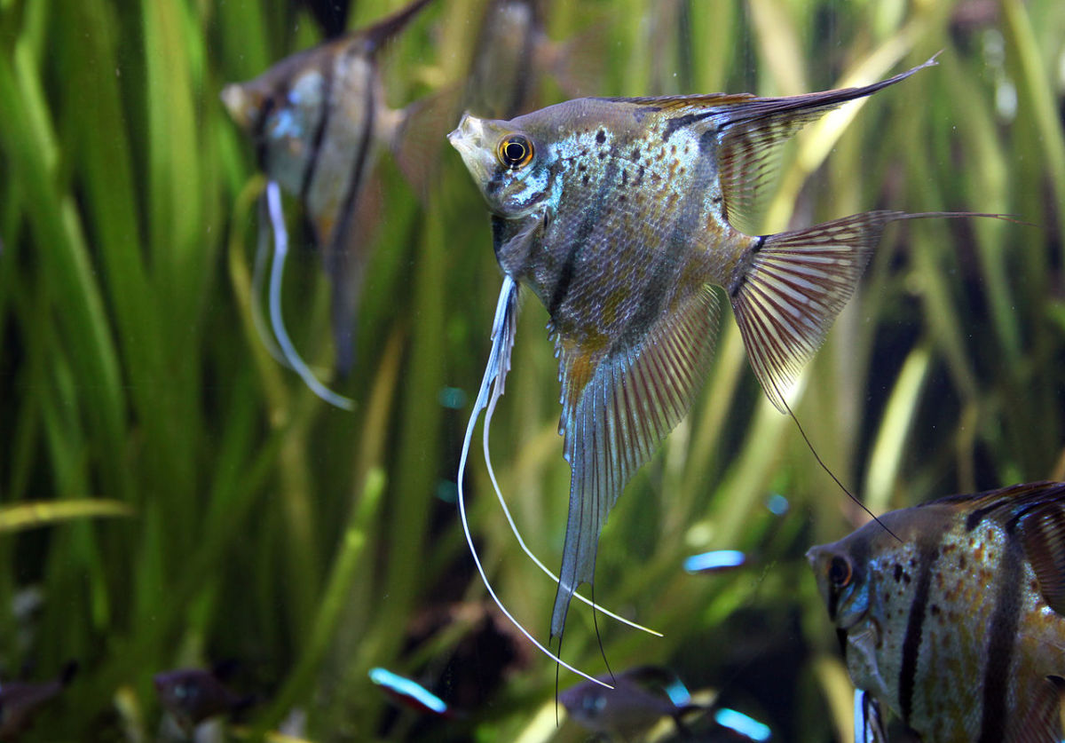 Angelfish Tank Mates