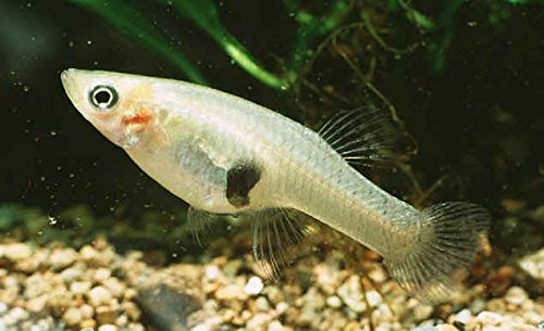 Mosquito Fish for Sale