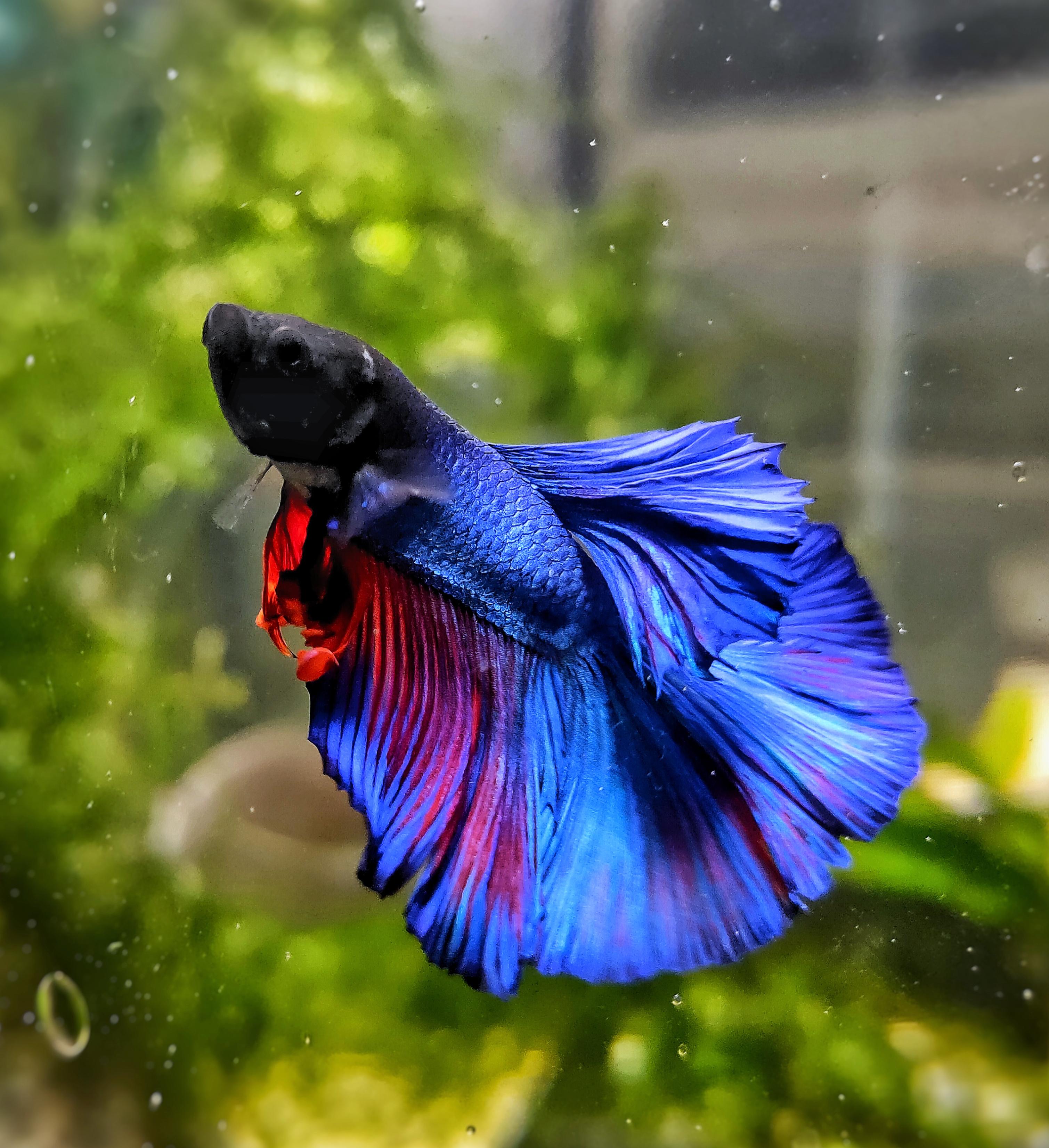 Betta Fish