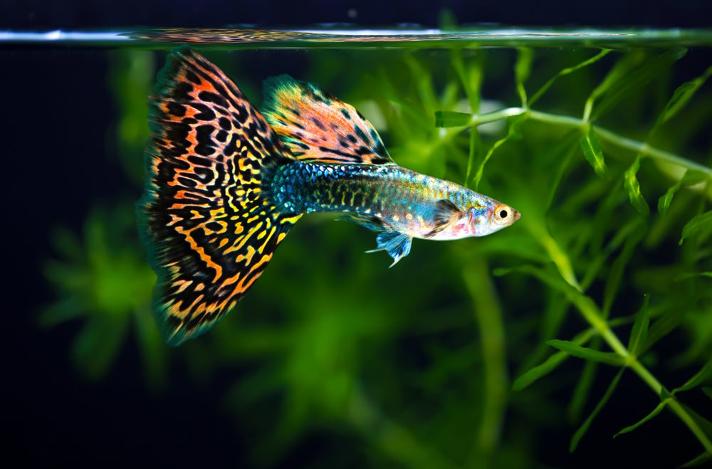 Freshwater fish in an aquarium