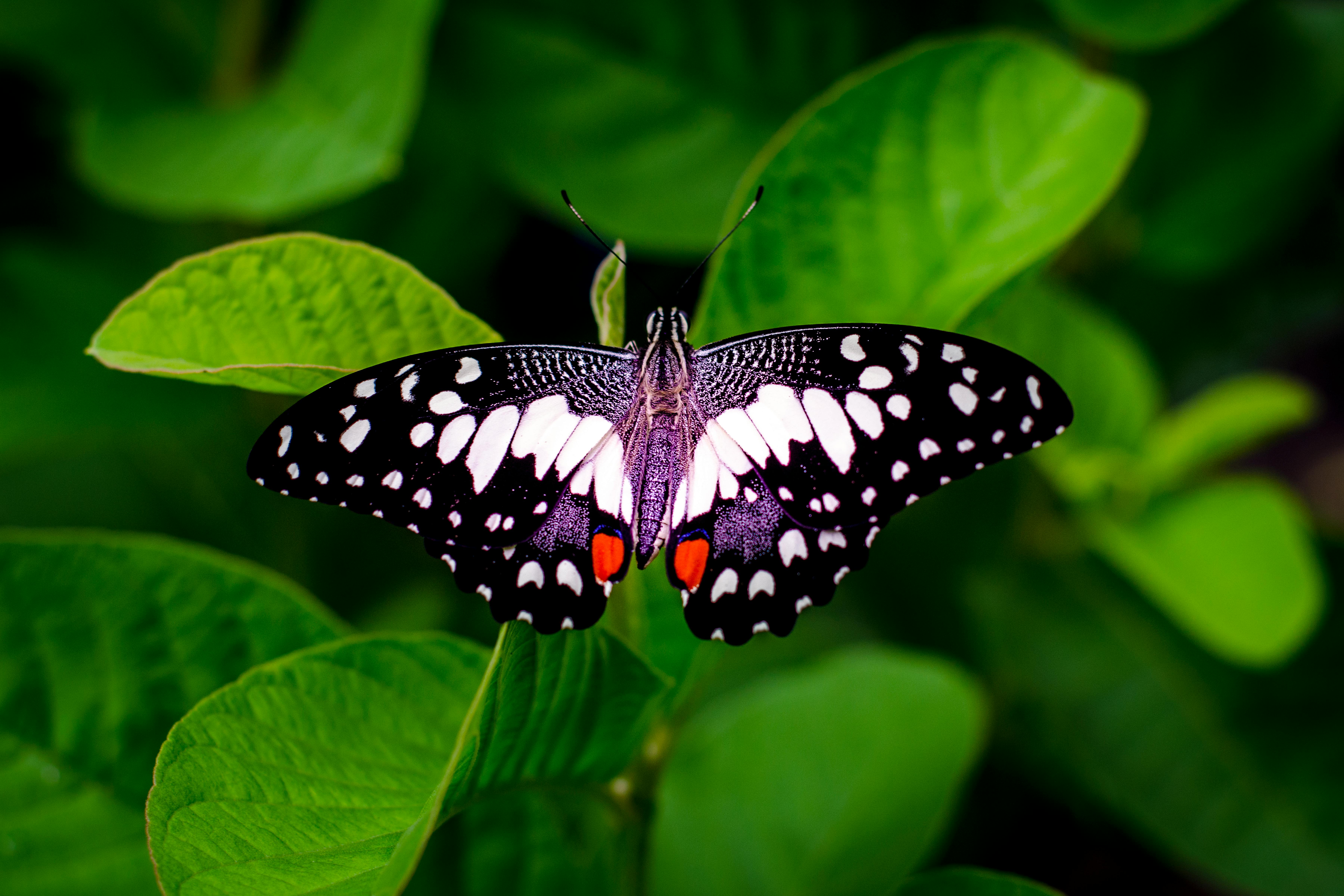 Butterfly Koi for Sale