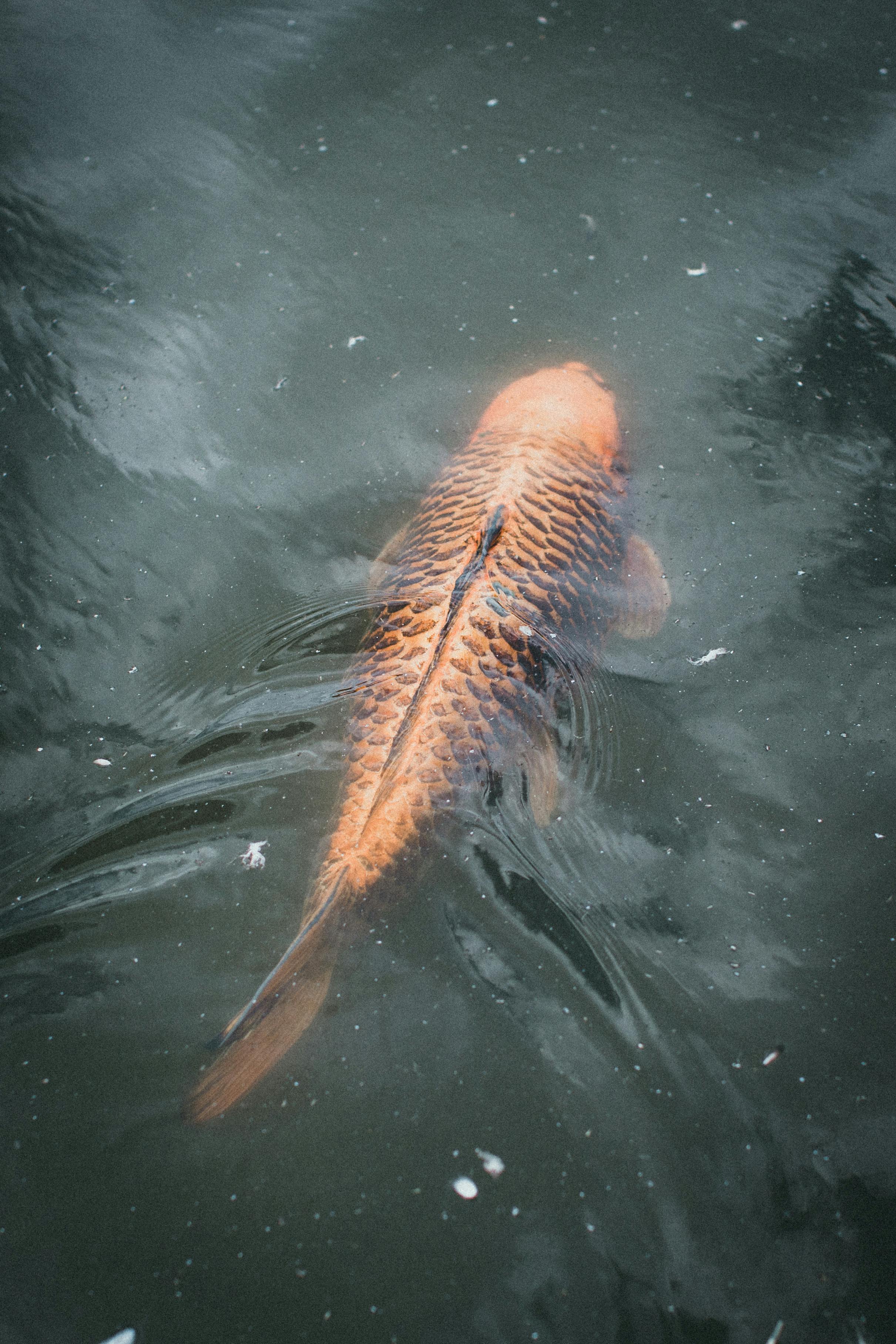 Koi Fish Pond