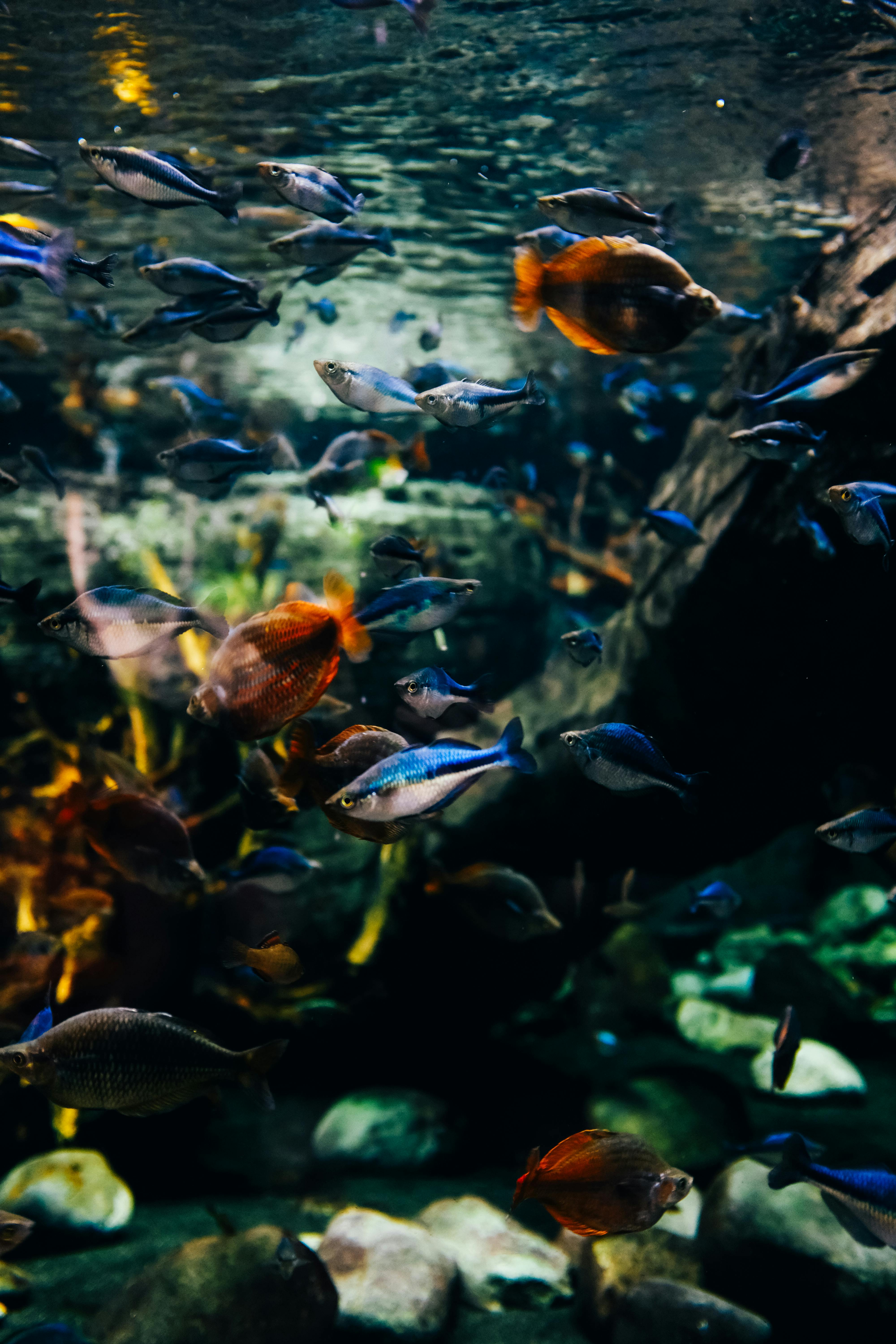 Snails in a Fish Tank