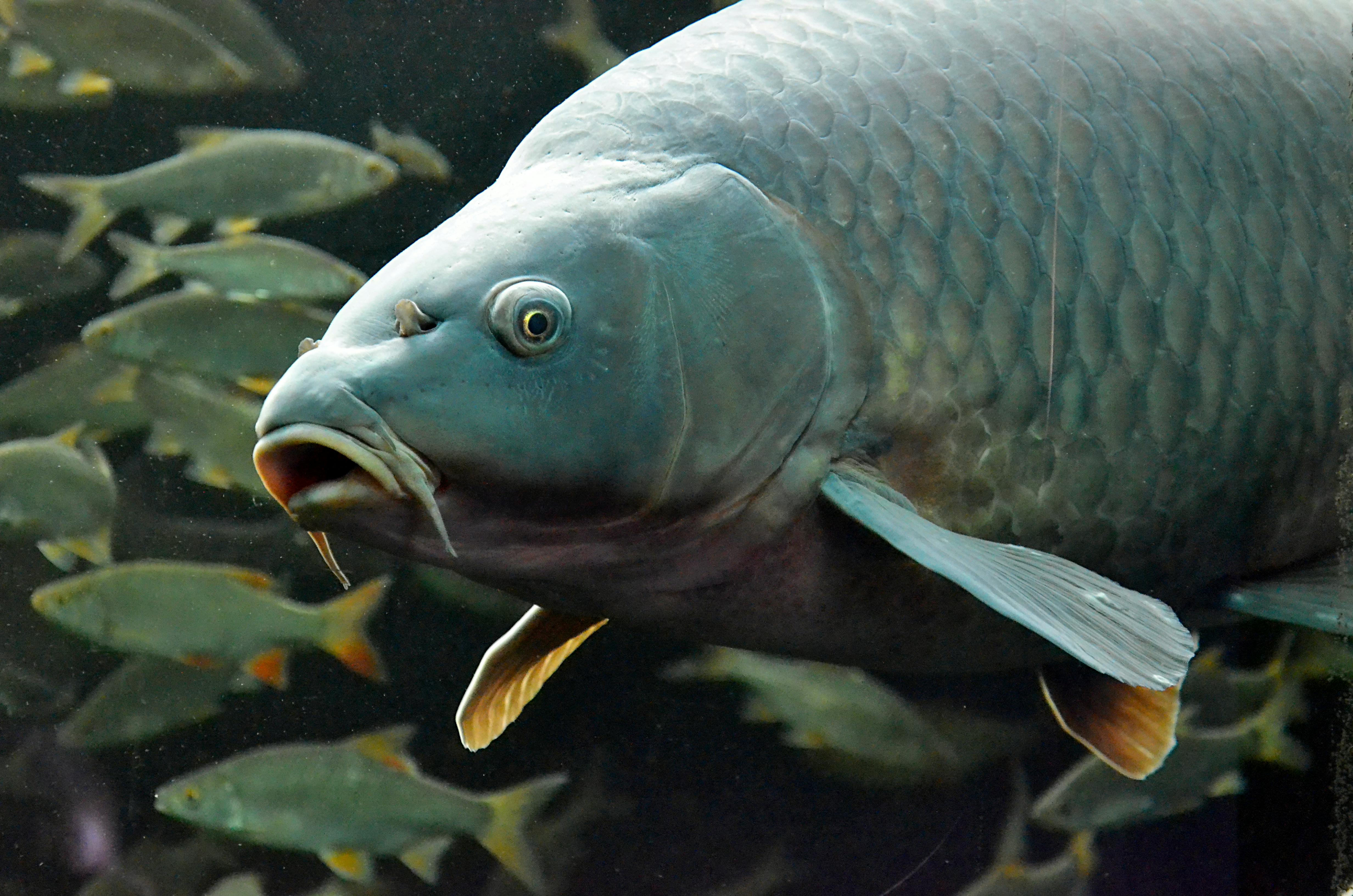 Maintaining Tetra Fish Tank